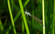 Common Bluetail (Male, Ischnura elegans)